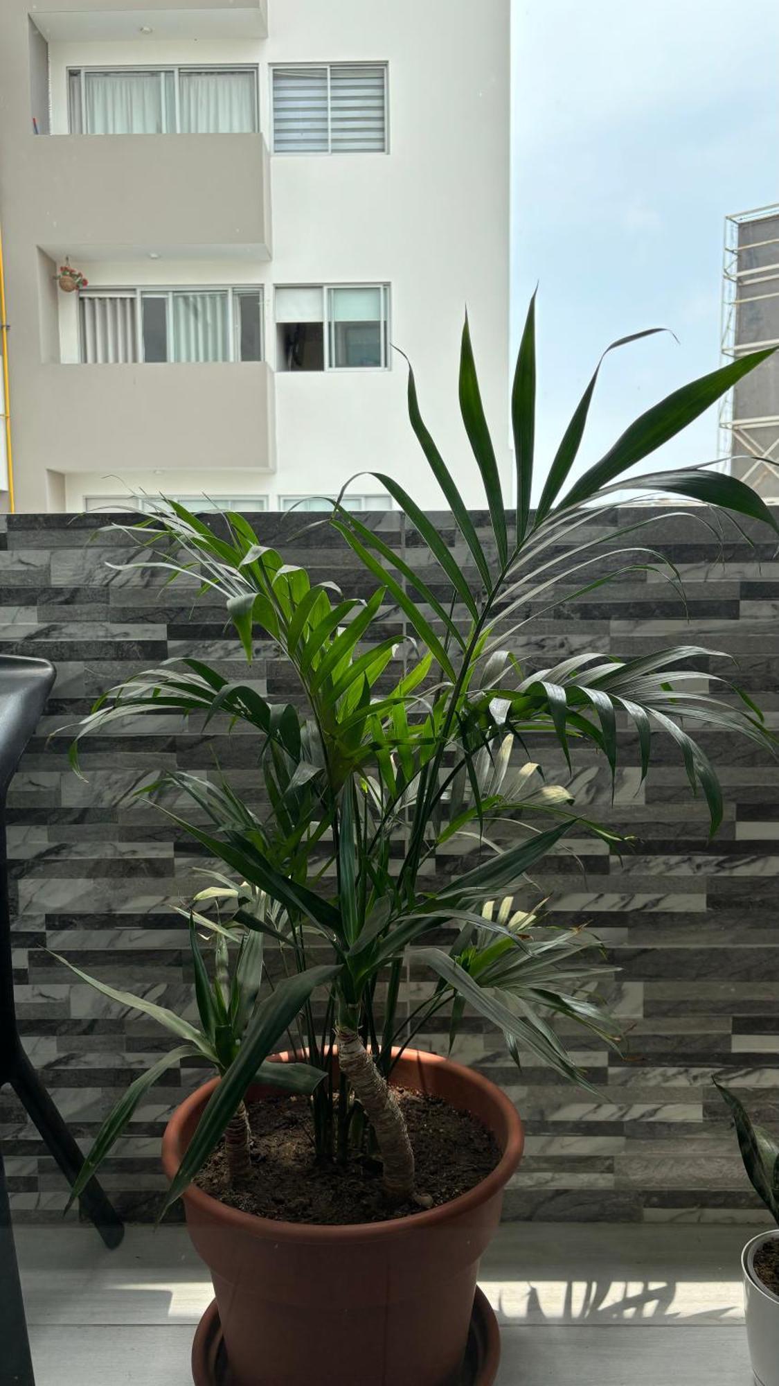 Departamento En Miraflores Con Surquillo ليما المظهر الخارجي الصورة